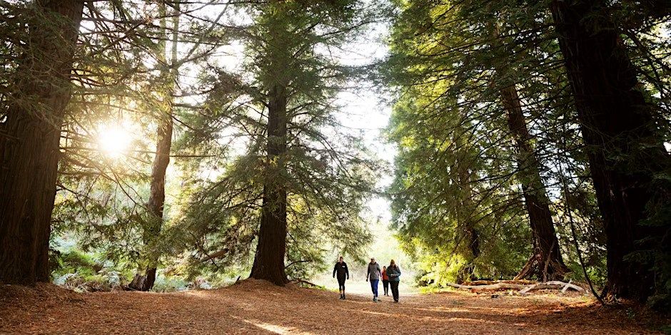 Wellness Walk in Nature - Forest Bathing Belair