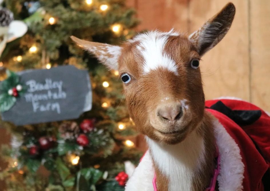 Reindeer Goat Photos