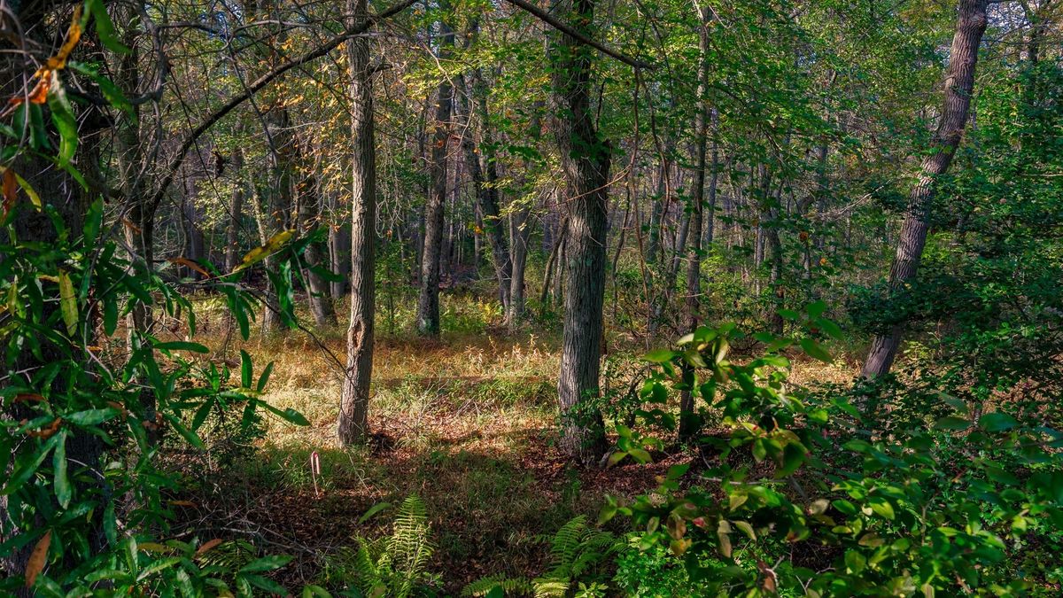 Forest Bathing Nature Hike - Sunday, January 19