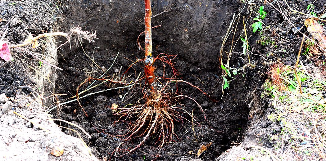 Bare Root & Live Stakes Class: Yes, you can still plant in Winter!