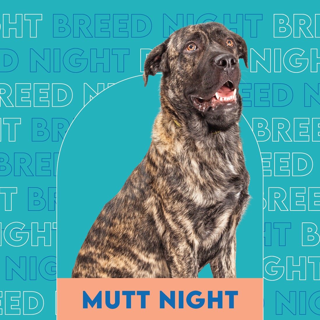 Mutt Breed Night