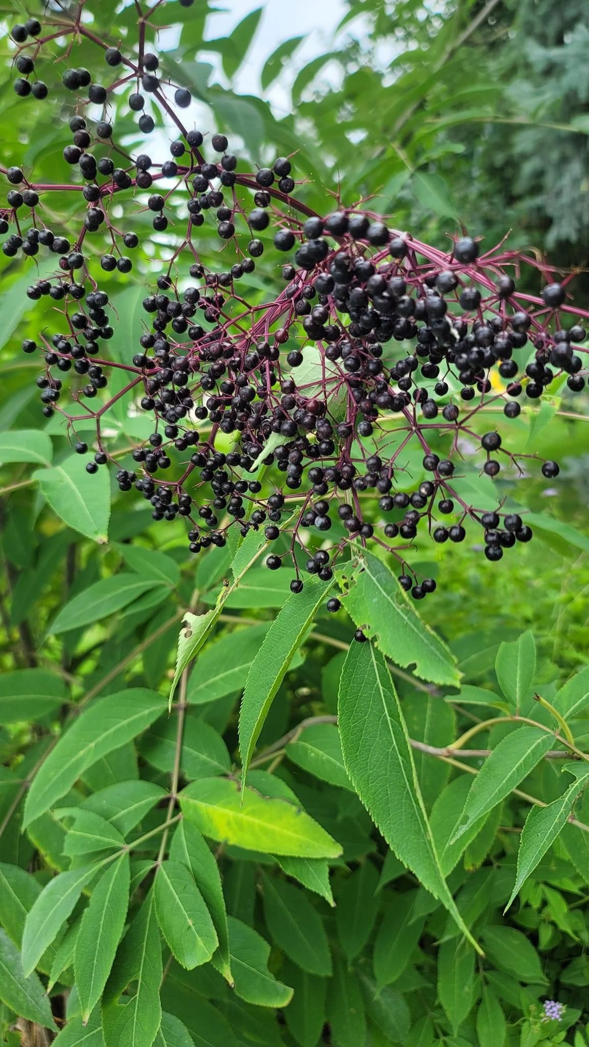 \u201cAll About Elderberries \u201c with a make -and-take workshop 