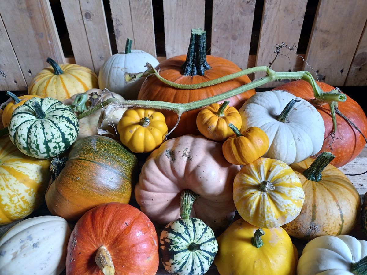 PYO Pumpkins, Nr Bulford