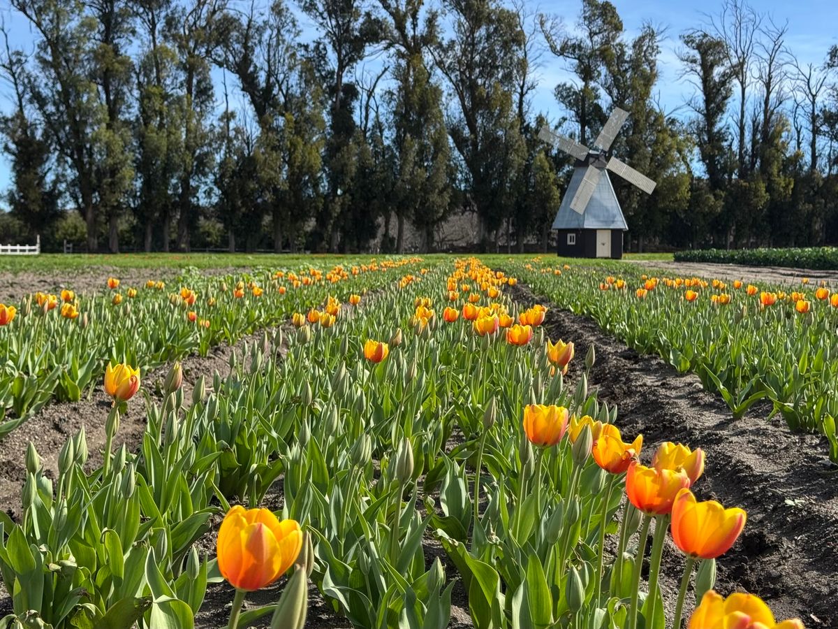 Tulip Garden Experience