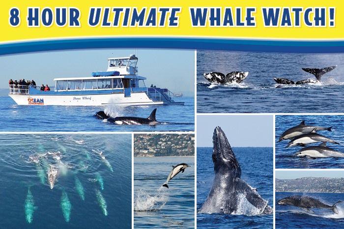 8 Hour Ultimate Whale Watch Trip