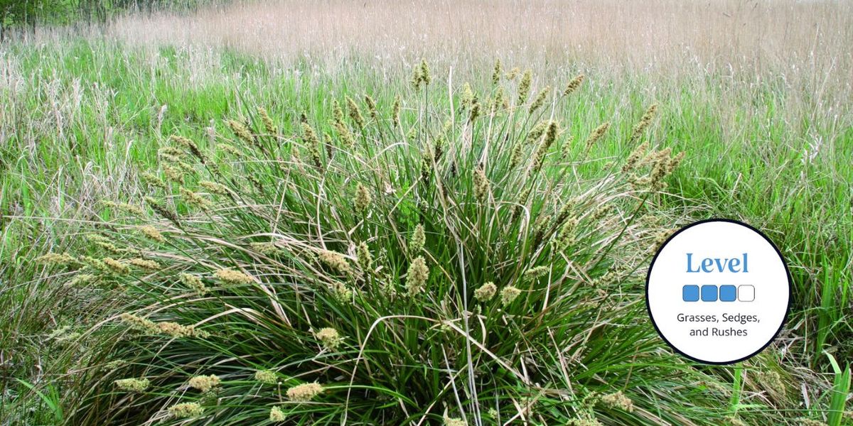 Grasses, Sedges and Rushes \u2013 MMU