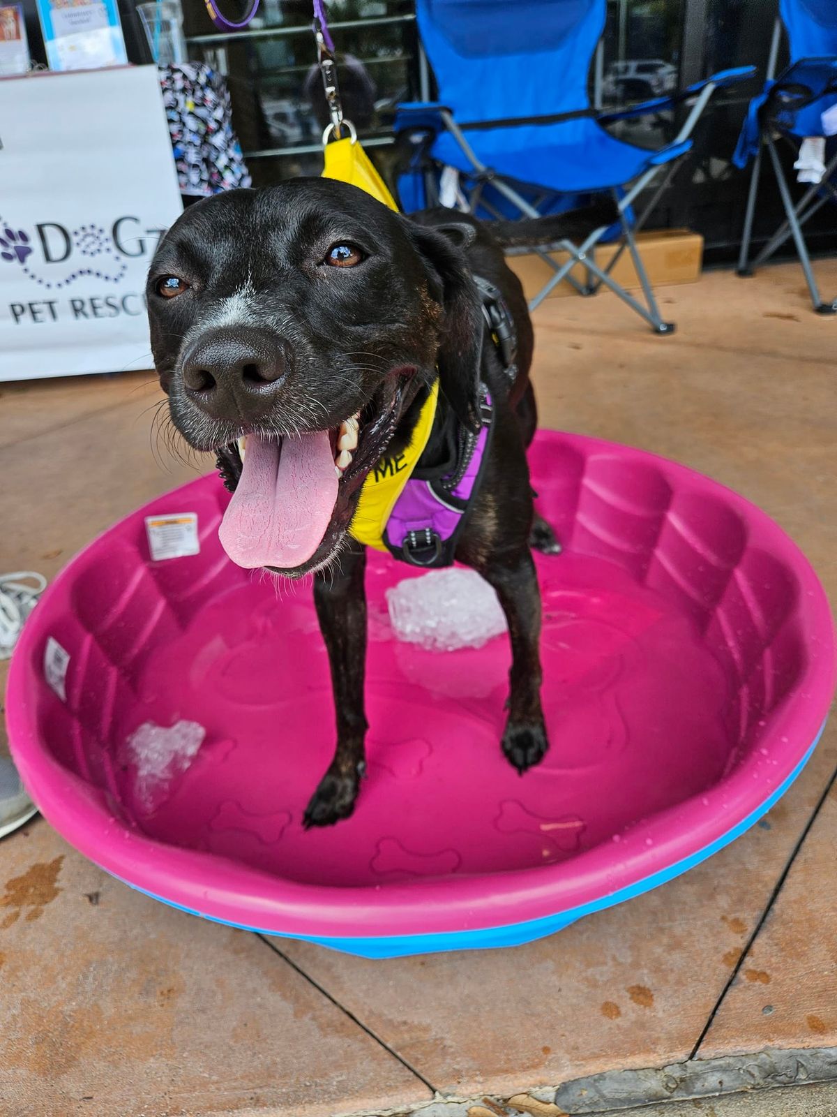 Petsmart Adoption Day 10:00AM-noon 