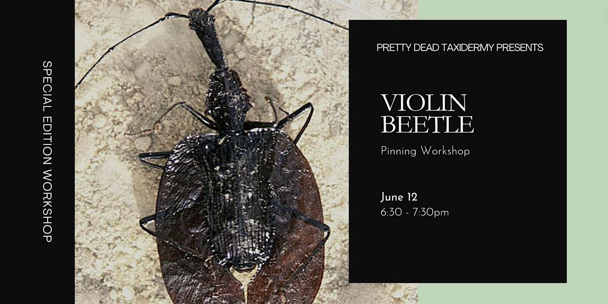 Violin Beetle Pinning Workshop
