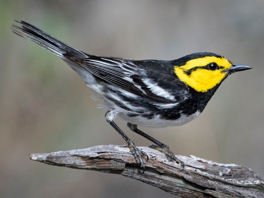 First Day Hike:  Birding