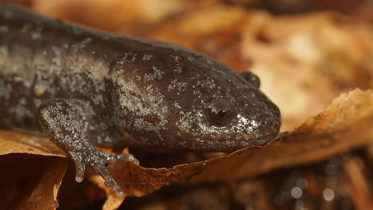 An Introduction to the Amphibians of the Southern Appalachians