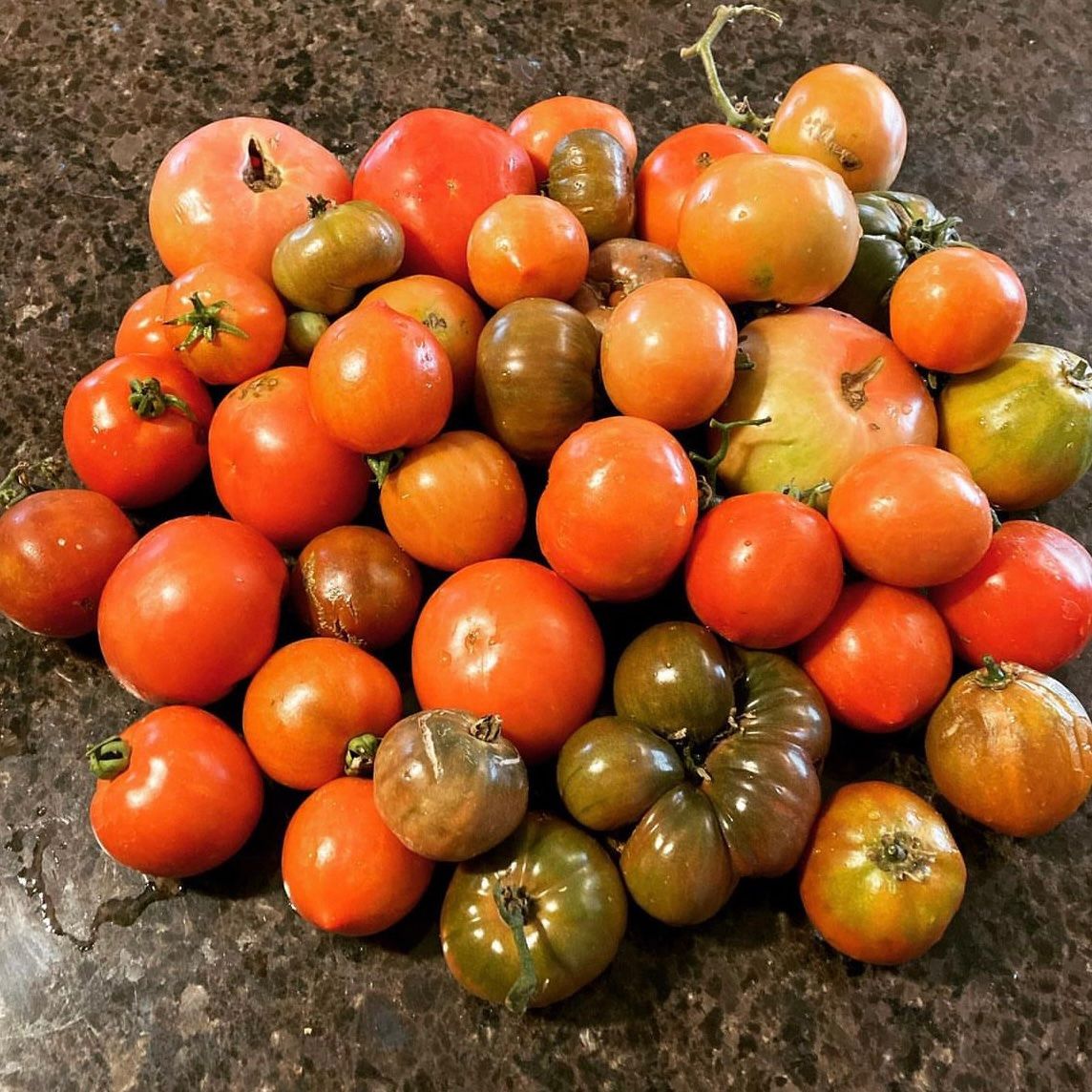 Tomato Growing Basics