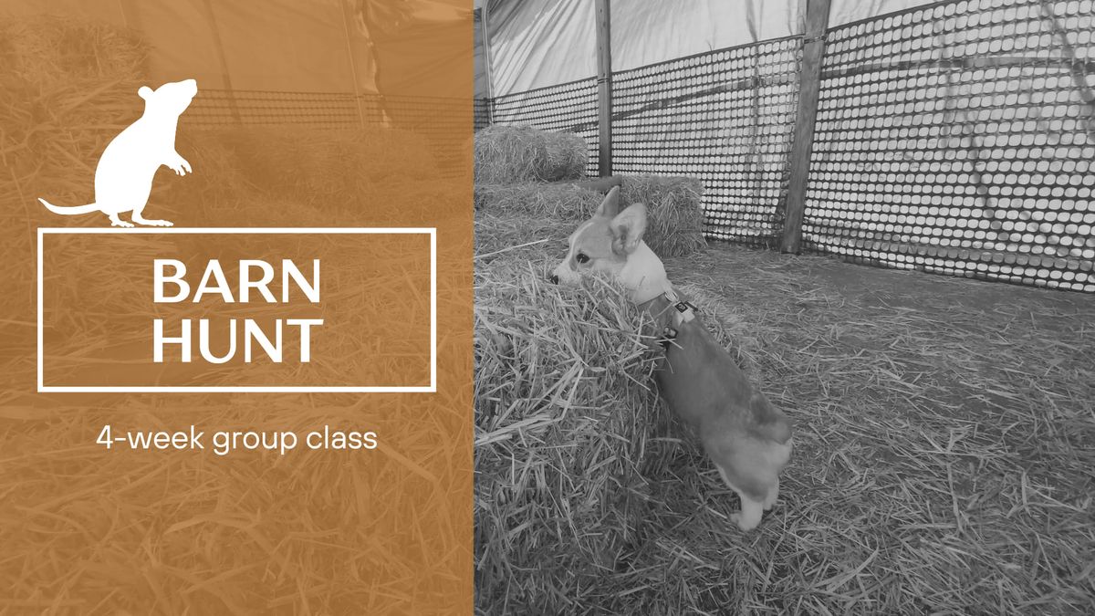 Barn Hunt group class (4-weeks)