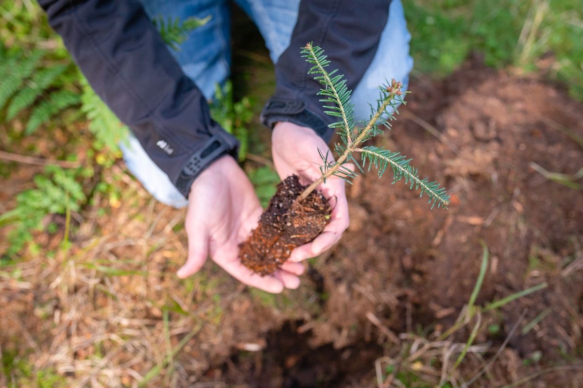 Lebe deinen Baum - Baumpflanzevent