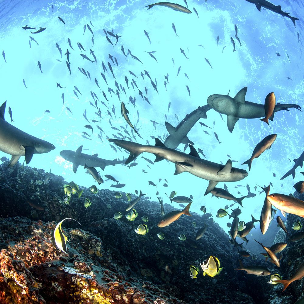 National Geographic Live - The Untold Story of Sharks at Holland Performing Arts Center