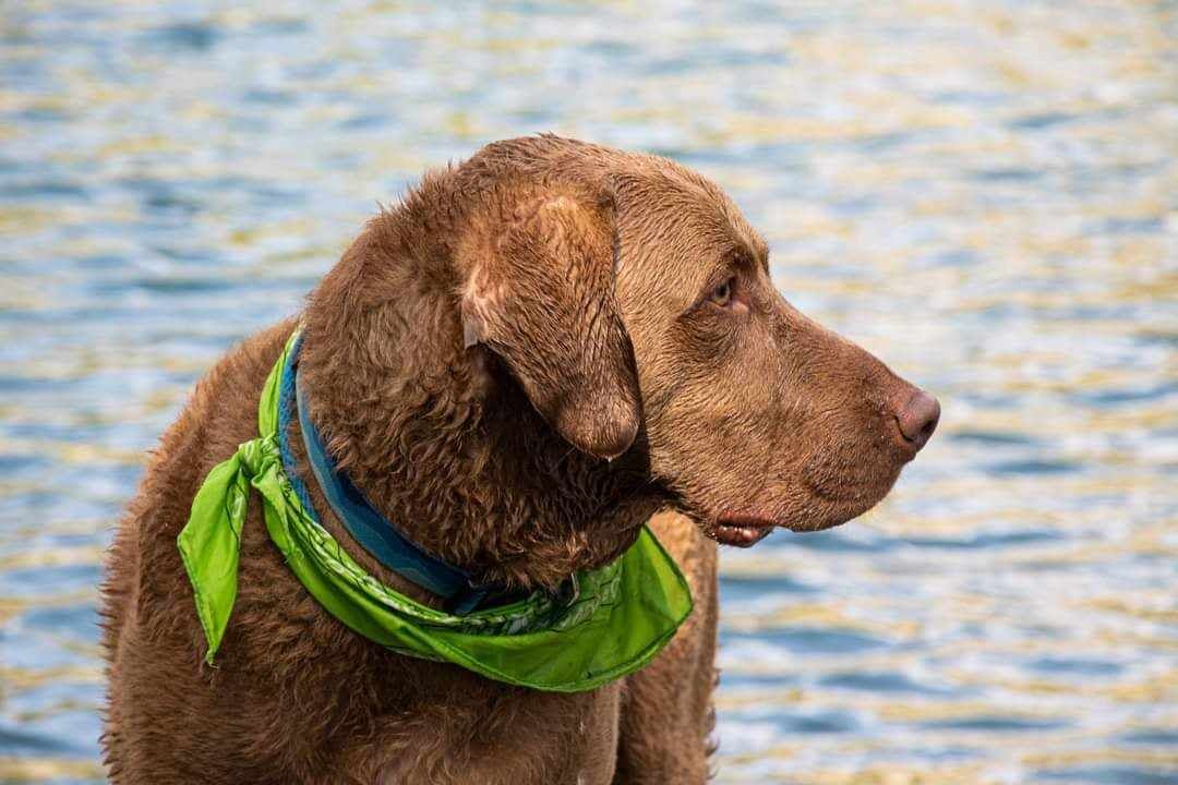 A Chessie River Day