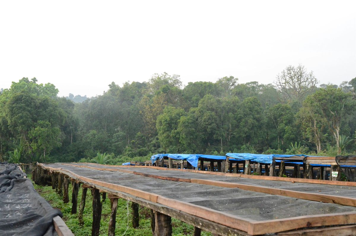 A History of Coffee: December 12, 2025