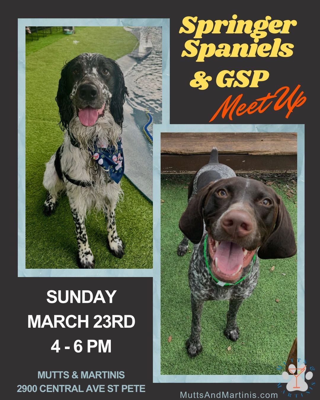 Springer Spaniel & GSP Meet Up