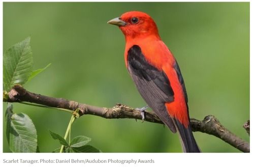 Local Birding in Spring and Summer