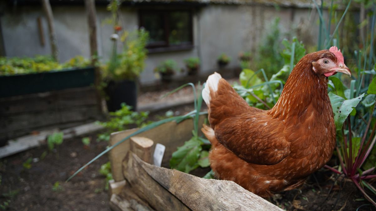 Garden Chicken Keeping