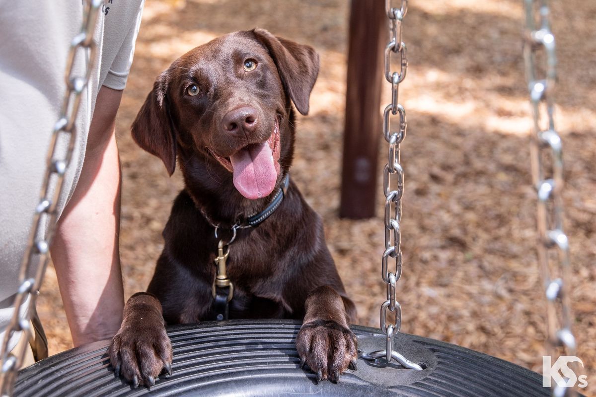 K9s for Warriors adoption event 