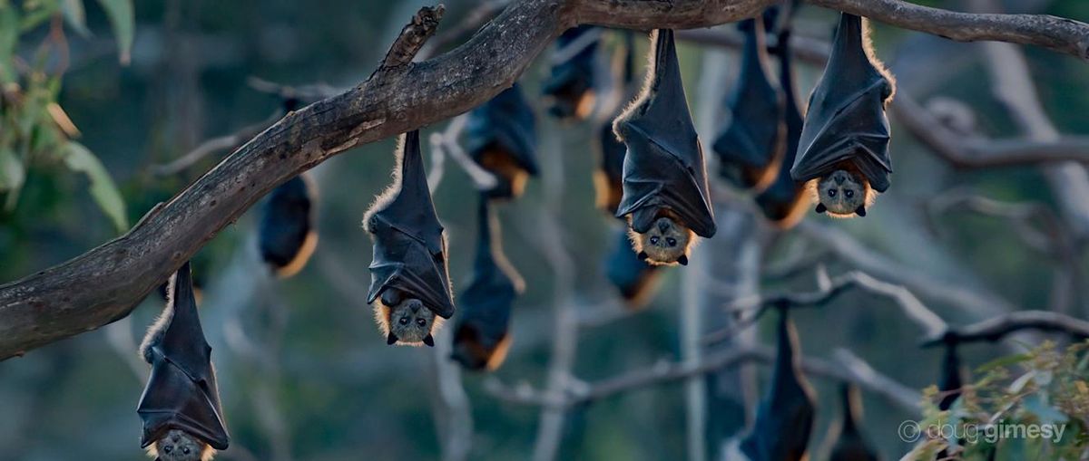 ALL ABOUT BATS