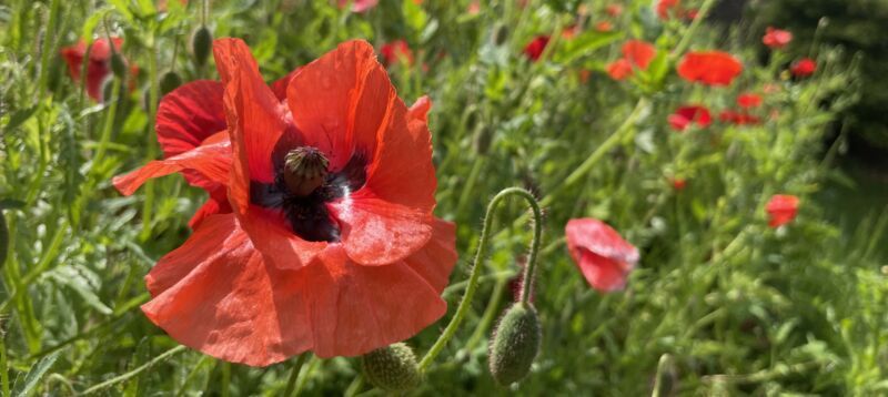 Visit The Poppy Factory