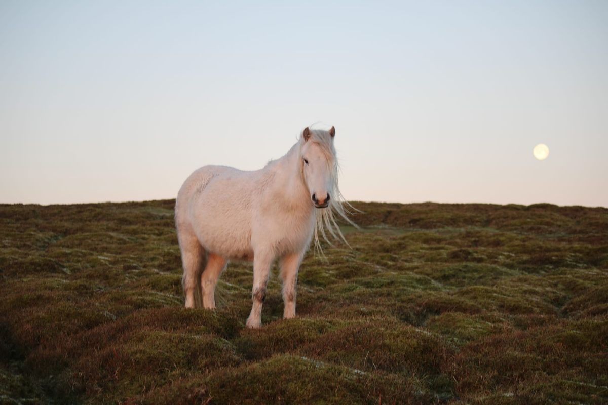 Long Mynd Circular Hike | Shropshire Hills | 9.5km | All welcome!