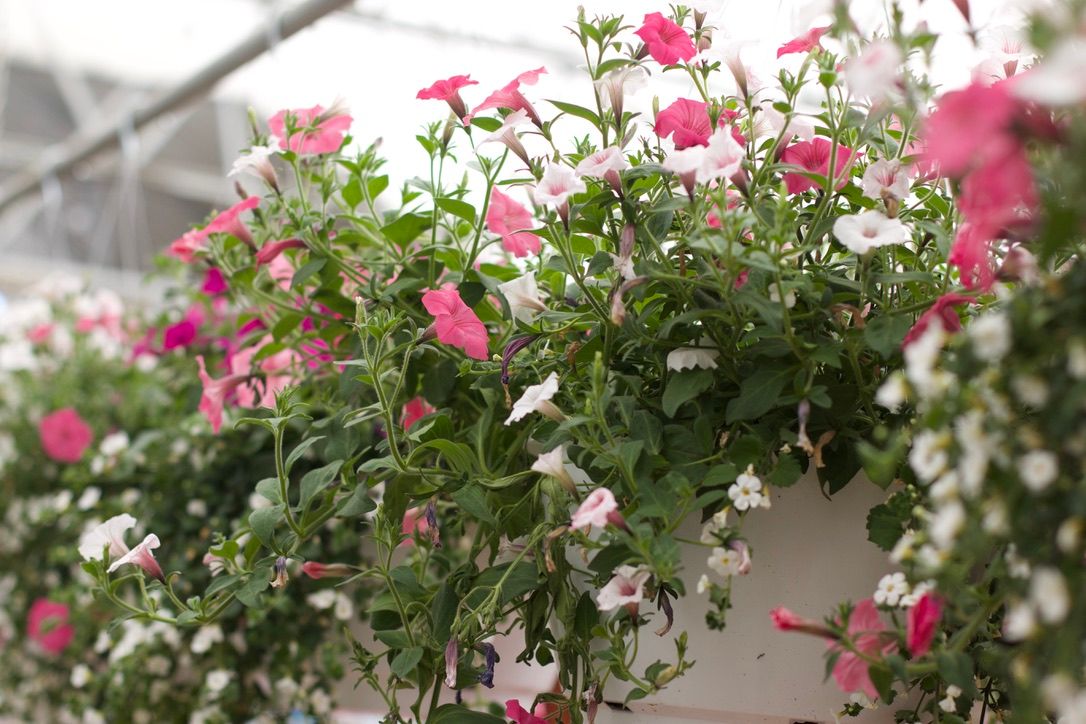 Hanging Basket Class