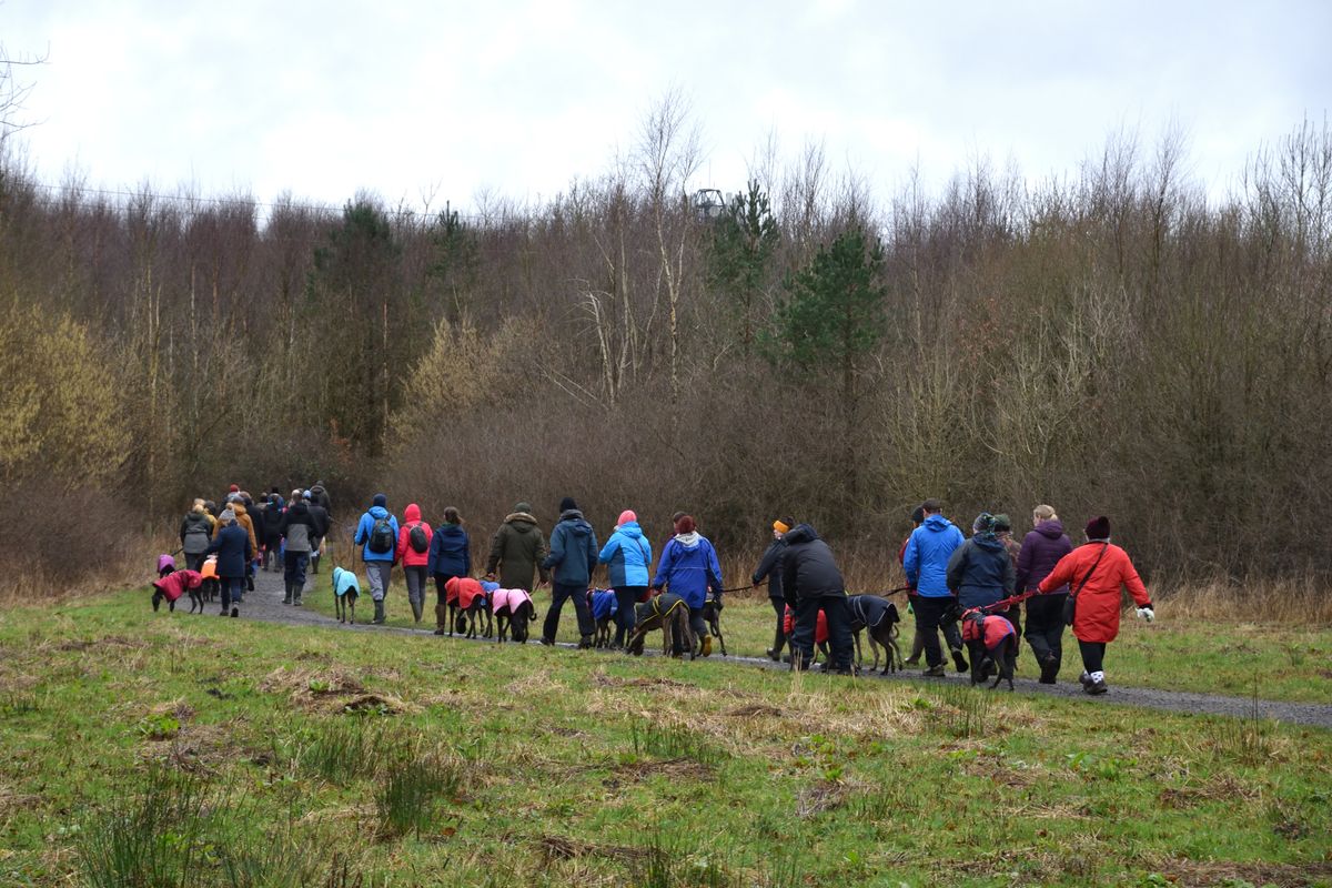 Sighthound social dog walk