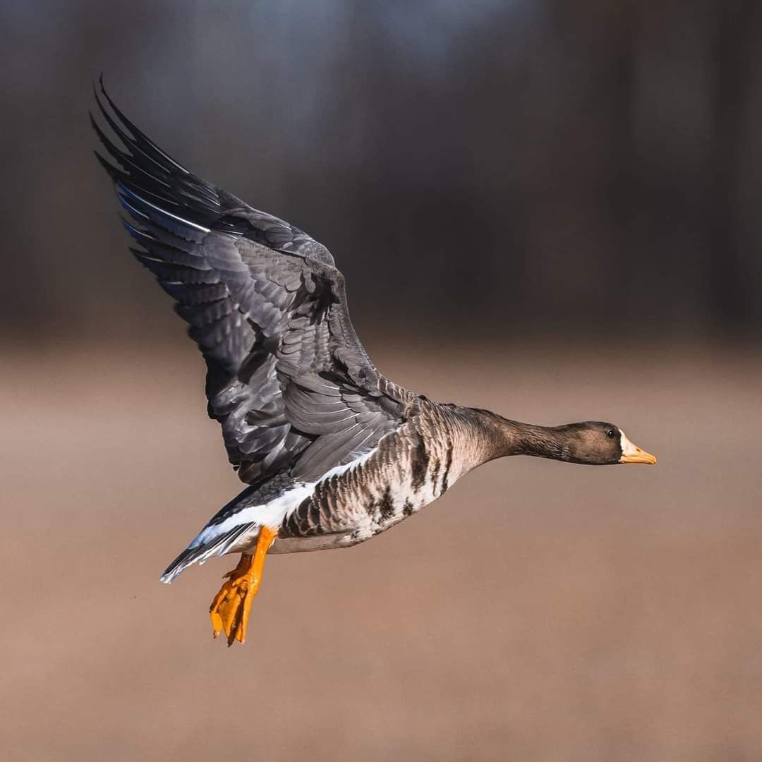 Fargo Ducks Unlimited Dinner