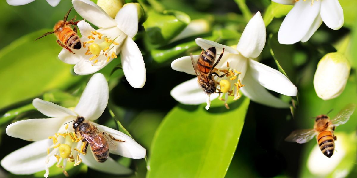 Family Night Hike: The Birds and The Bees