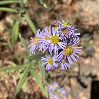 California Native Plant Society - Napa Valley