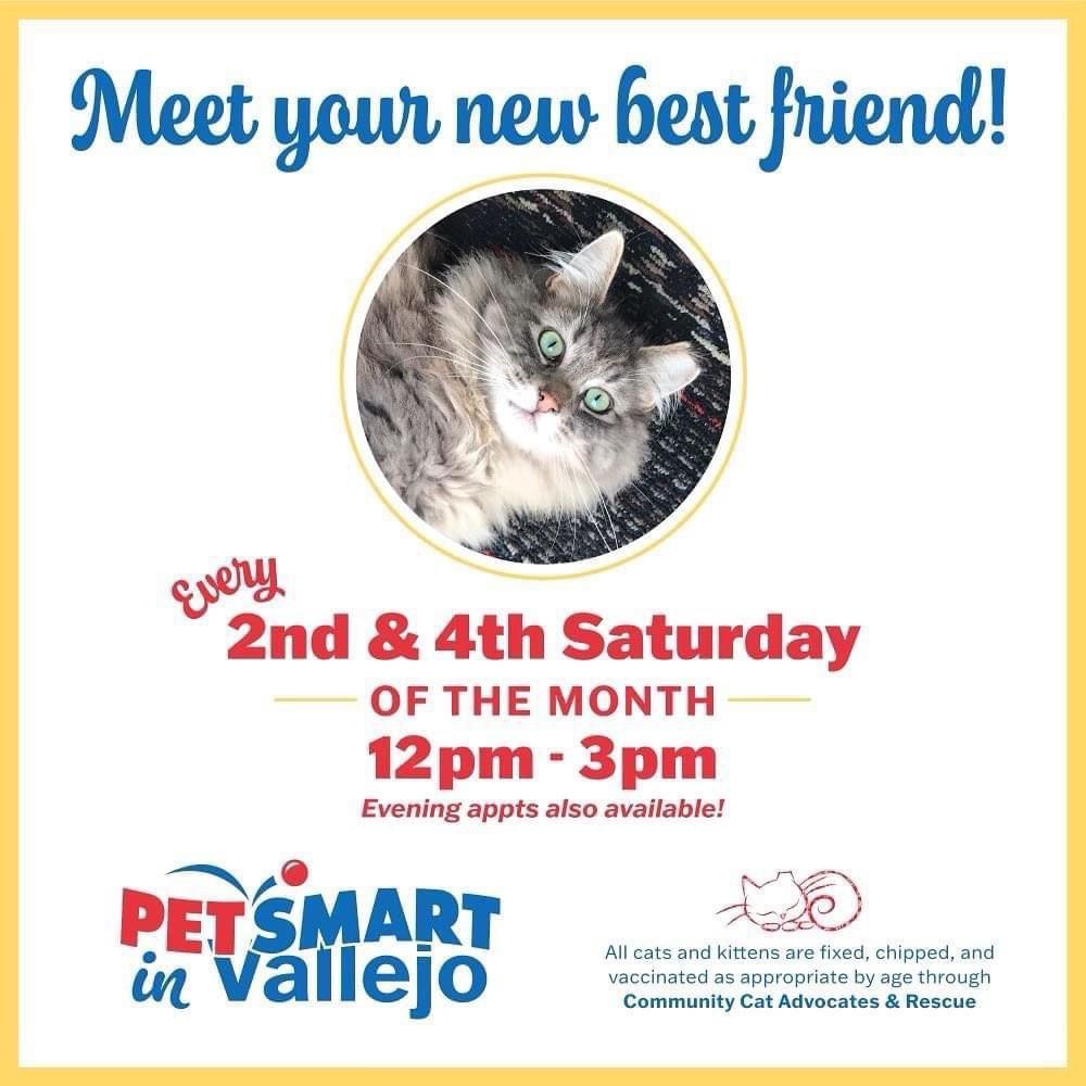 Vallejo Petsmart kitty meet and greet. 