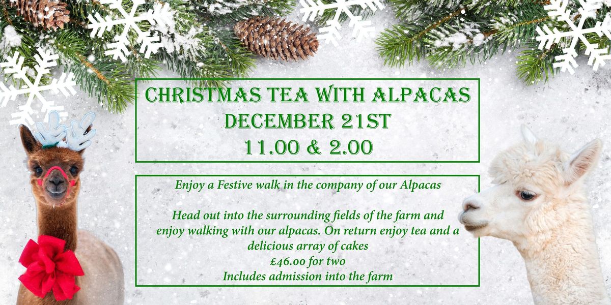 Christmas Alpaca Walk & Tea for Two