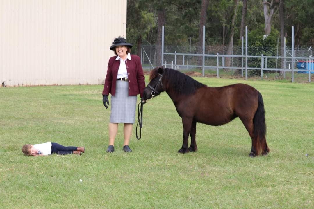 Annual Shetland Pony Owners & Breeders Qld Feature Show