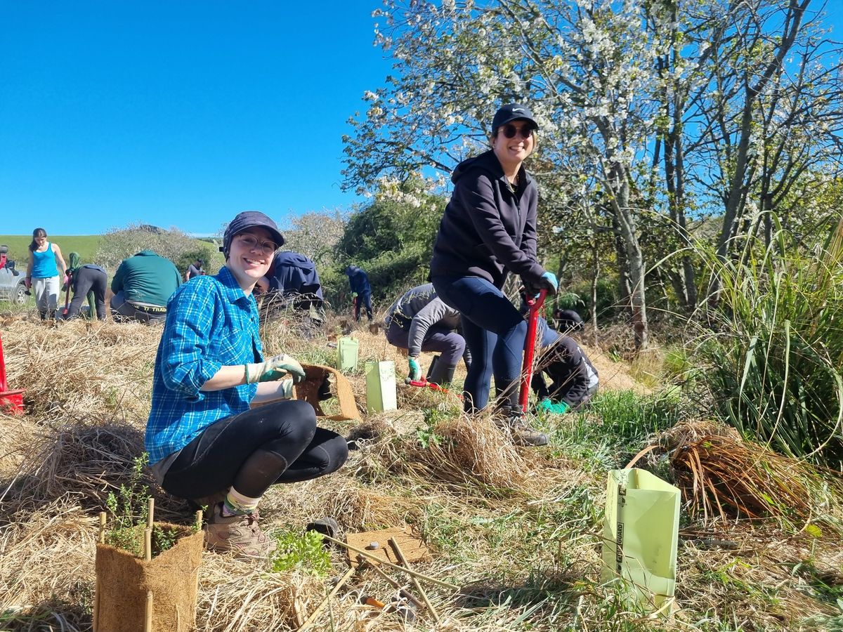 Volunteer Planting Day - Springfield and Darfield