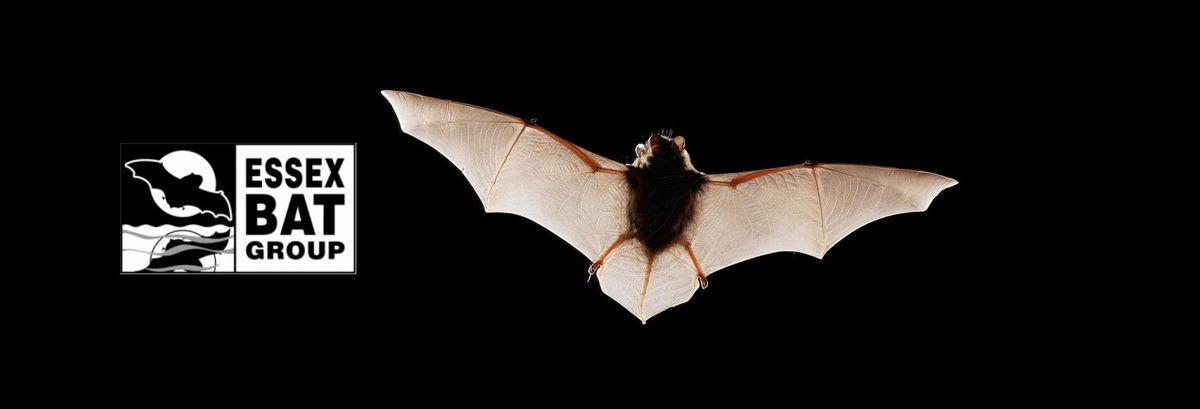 Family Bat Walk  * Extra Date*  Fully Booked