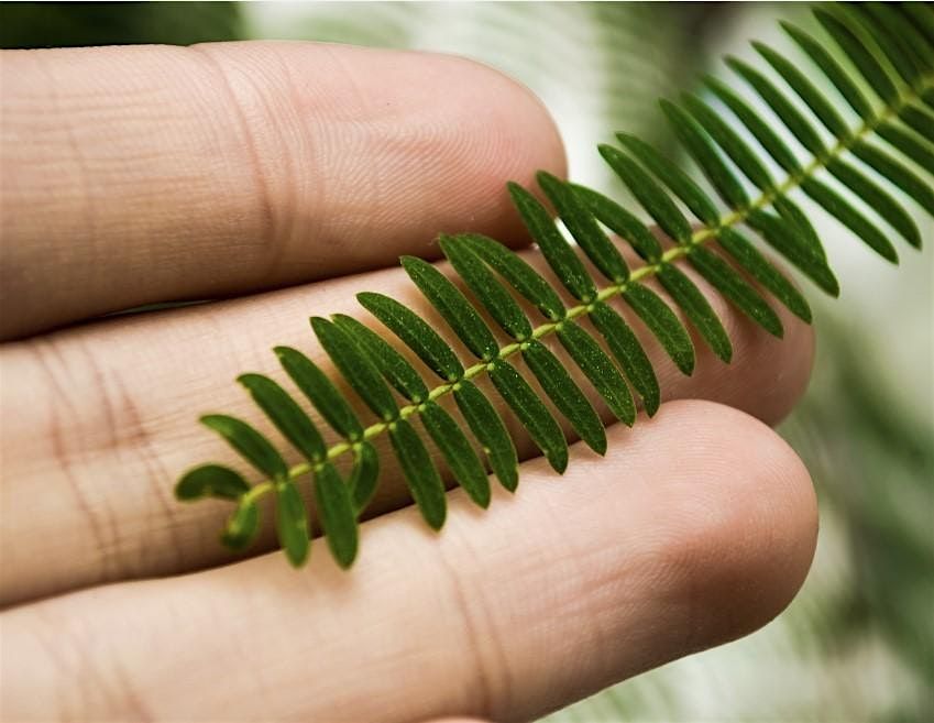 Plant Identification