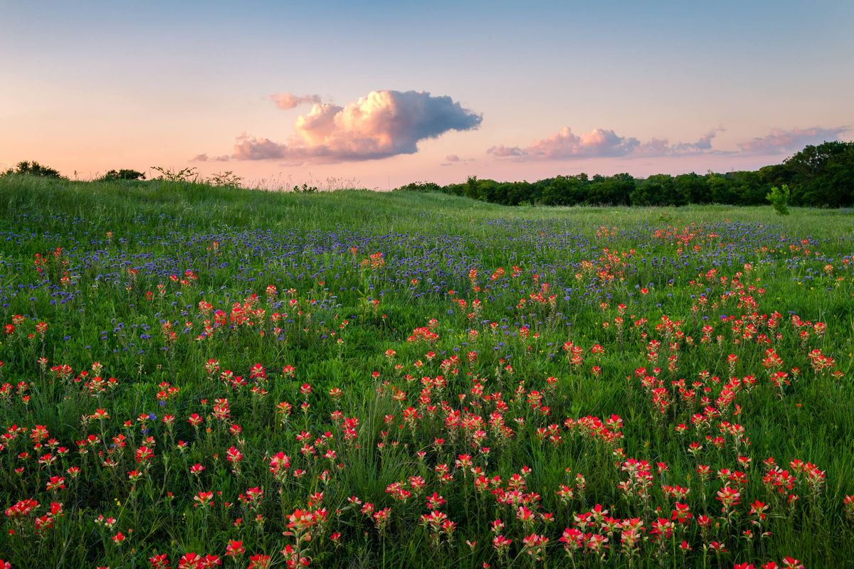 NEW DATE \u2013 Barnes & Noble Allen store grand opening & community chat with Connemara Meadow