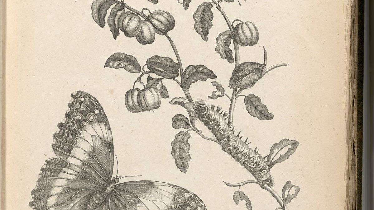 Leaves & Leaves: Foraging on Campus and in McGill\u2019s Rare Books and Special Collections