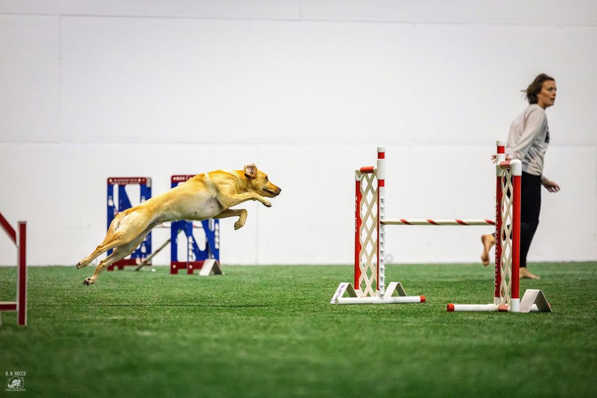 Teamwork Agility Club Trial