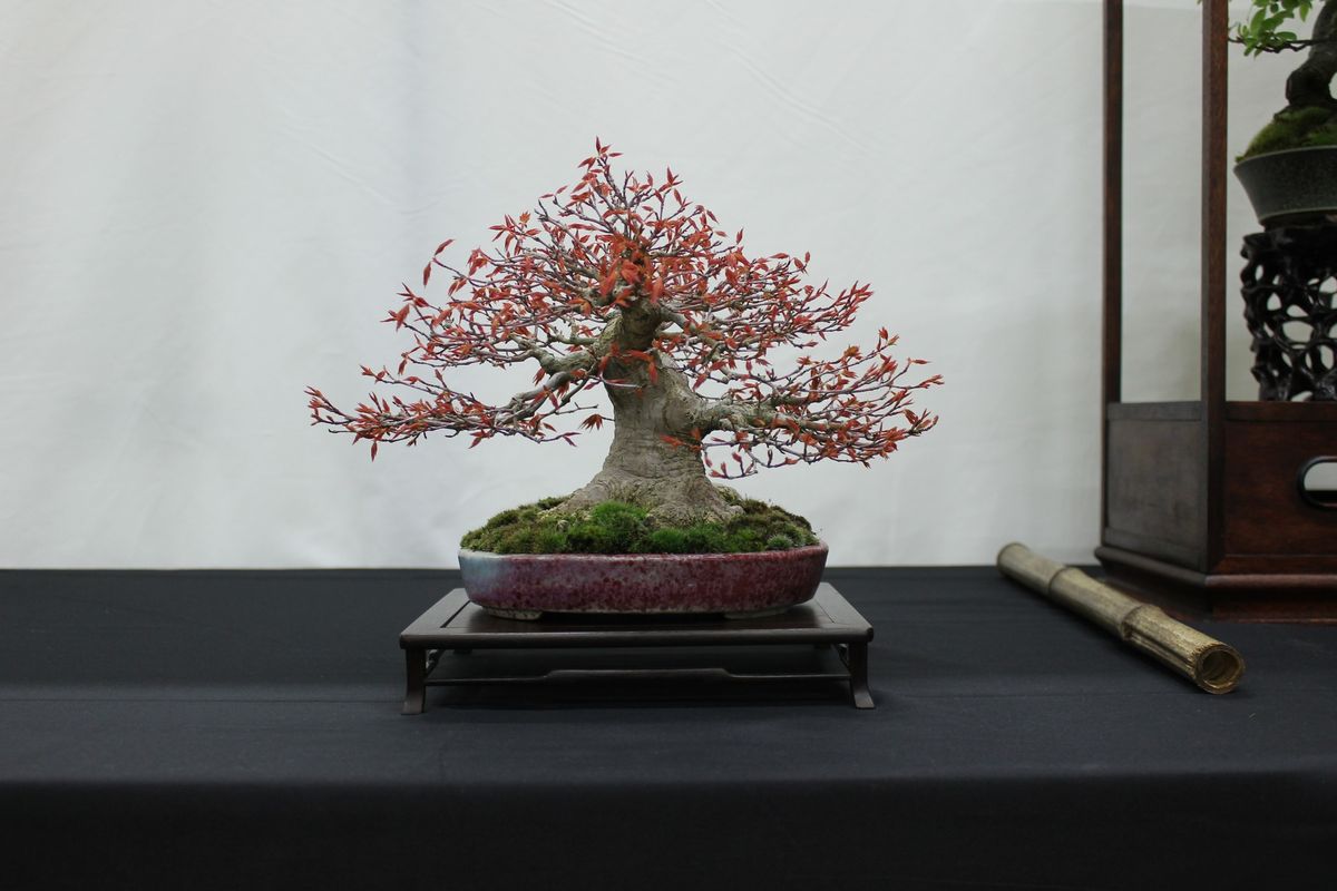 UKBA EXPOBONSAI 2025