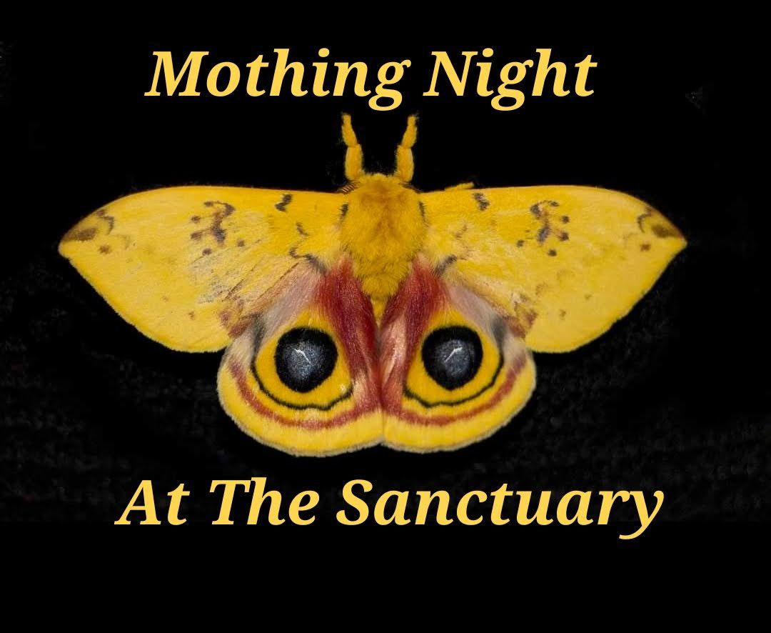 Mothing Night at the Sanctuary