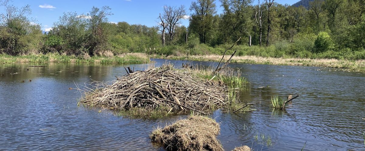 *FREE* Beaver Community Walk