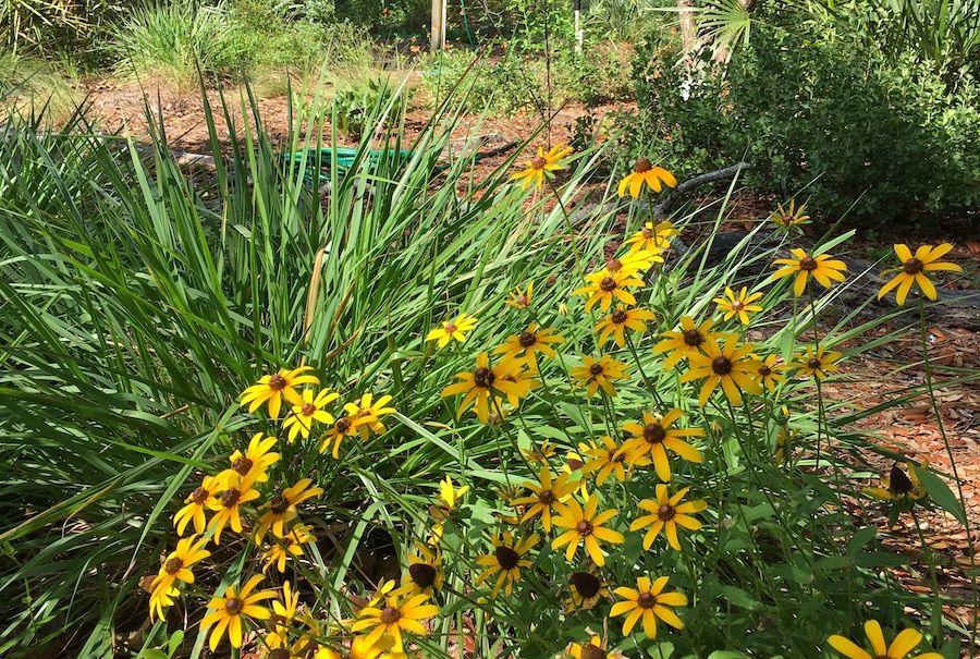 Fall Native Plant Sale