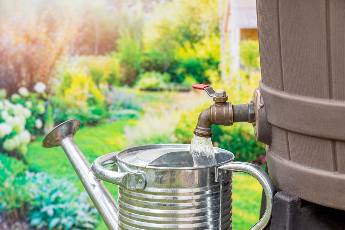 Creating Beautiful Rain Gardens