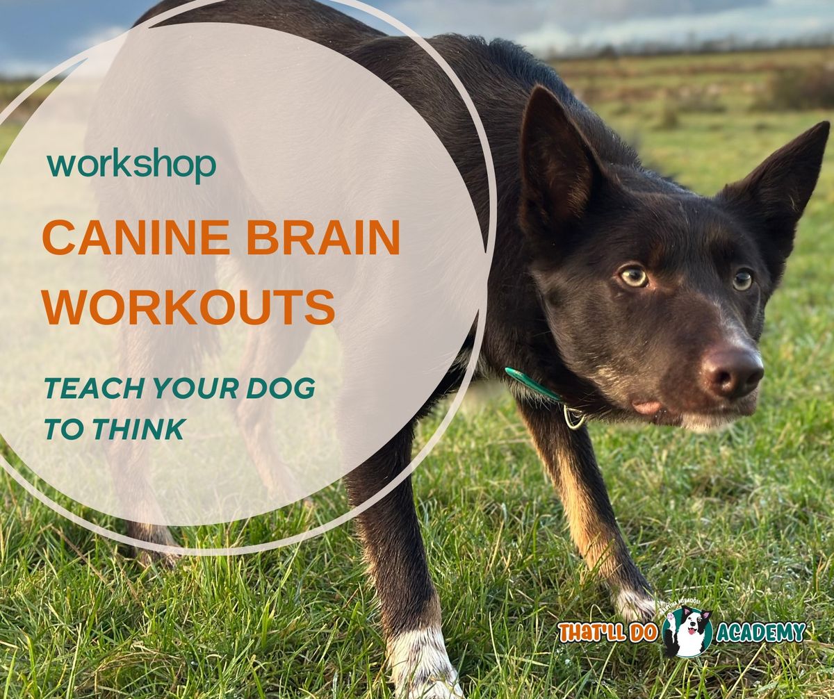 Canine Brain Workouts