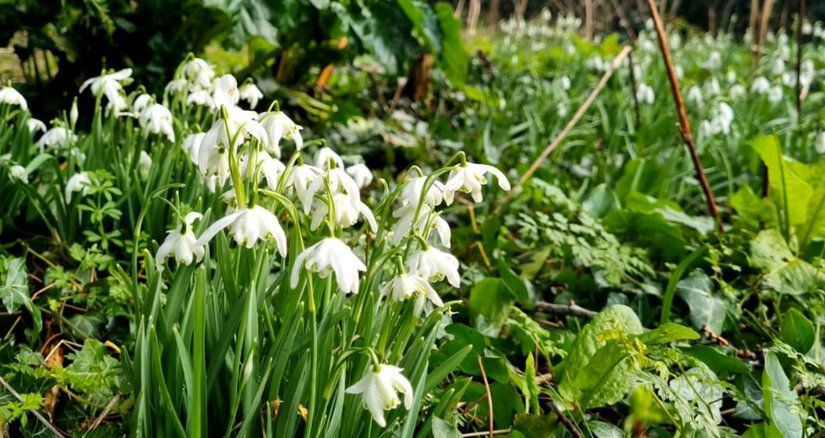 Spring at The Laskett Garden