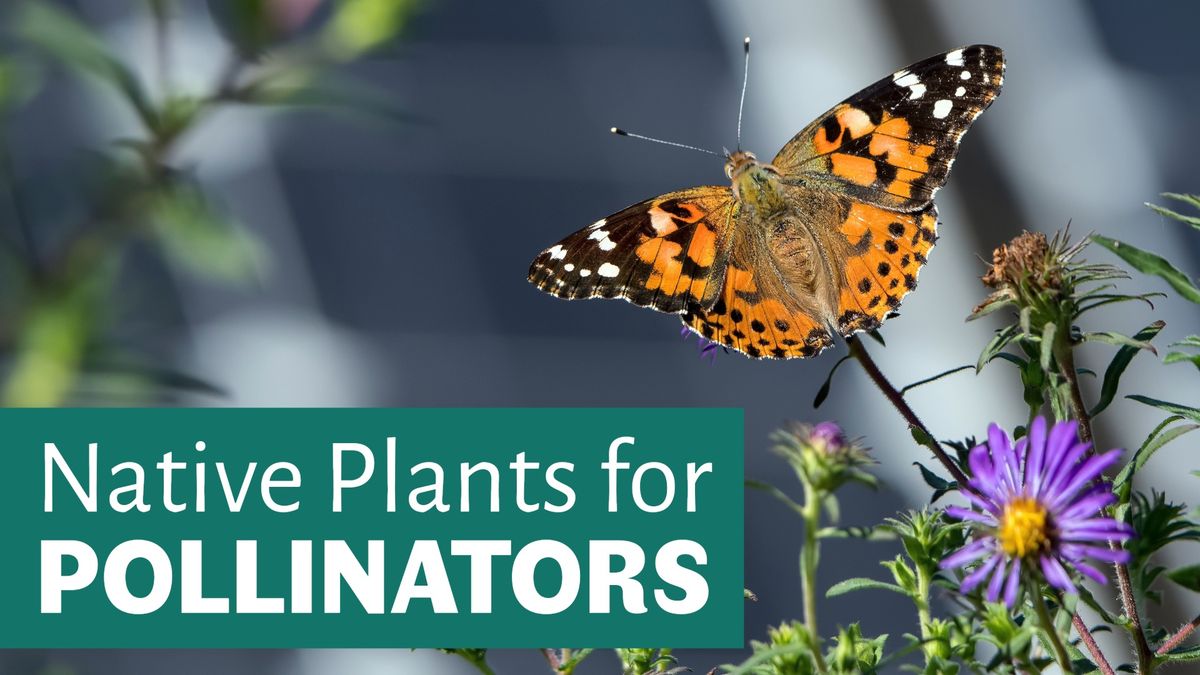 Native Plants for Pollinators