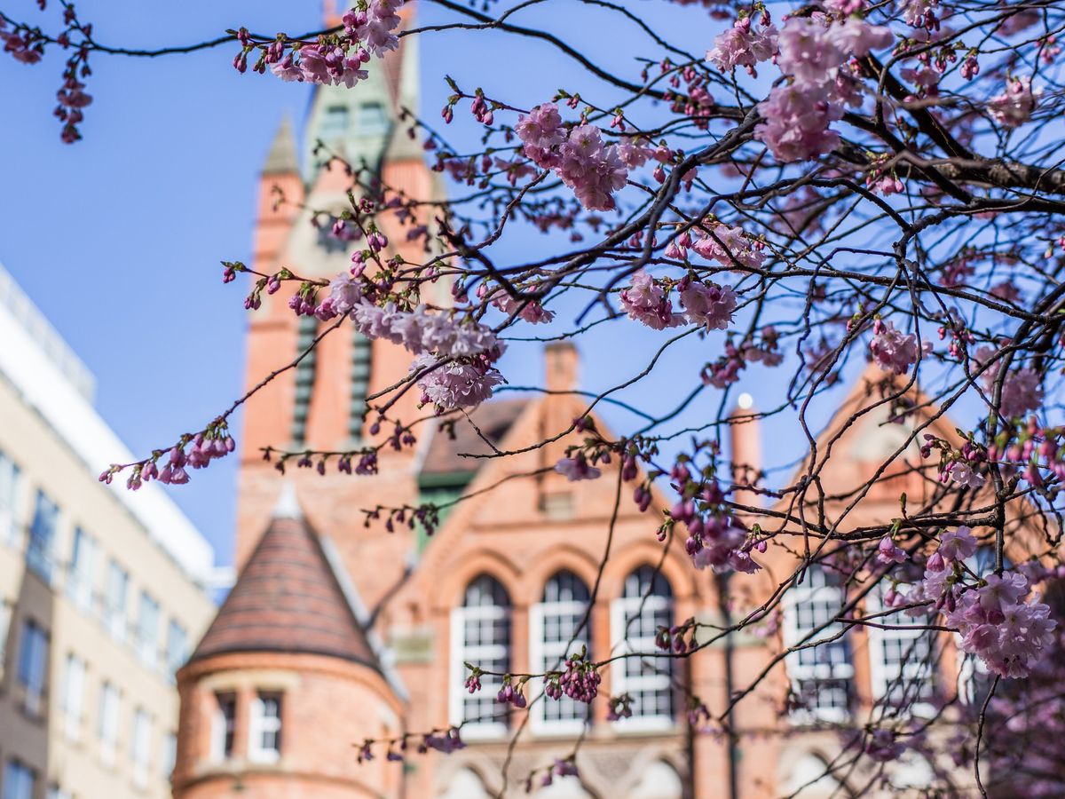 Cherry Blossom Concert